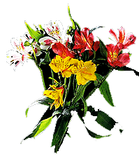 Peruvian Lily