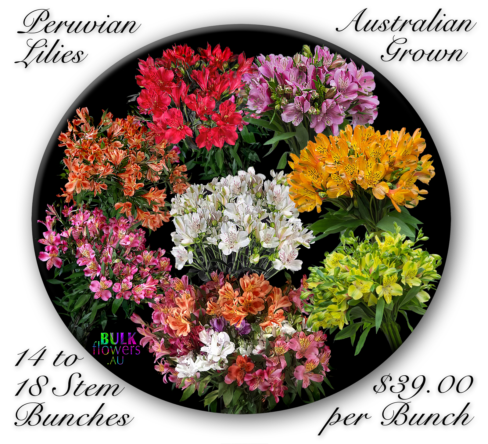 BULK FLOWERS PERUVIAN LILIES