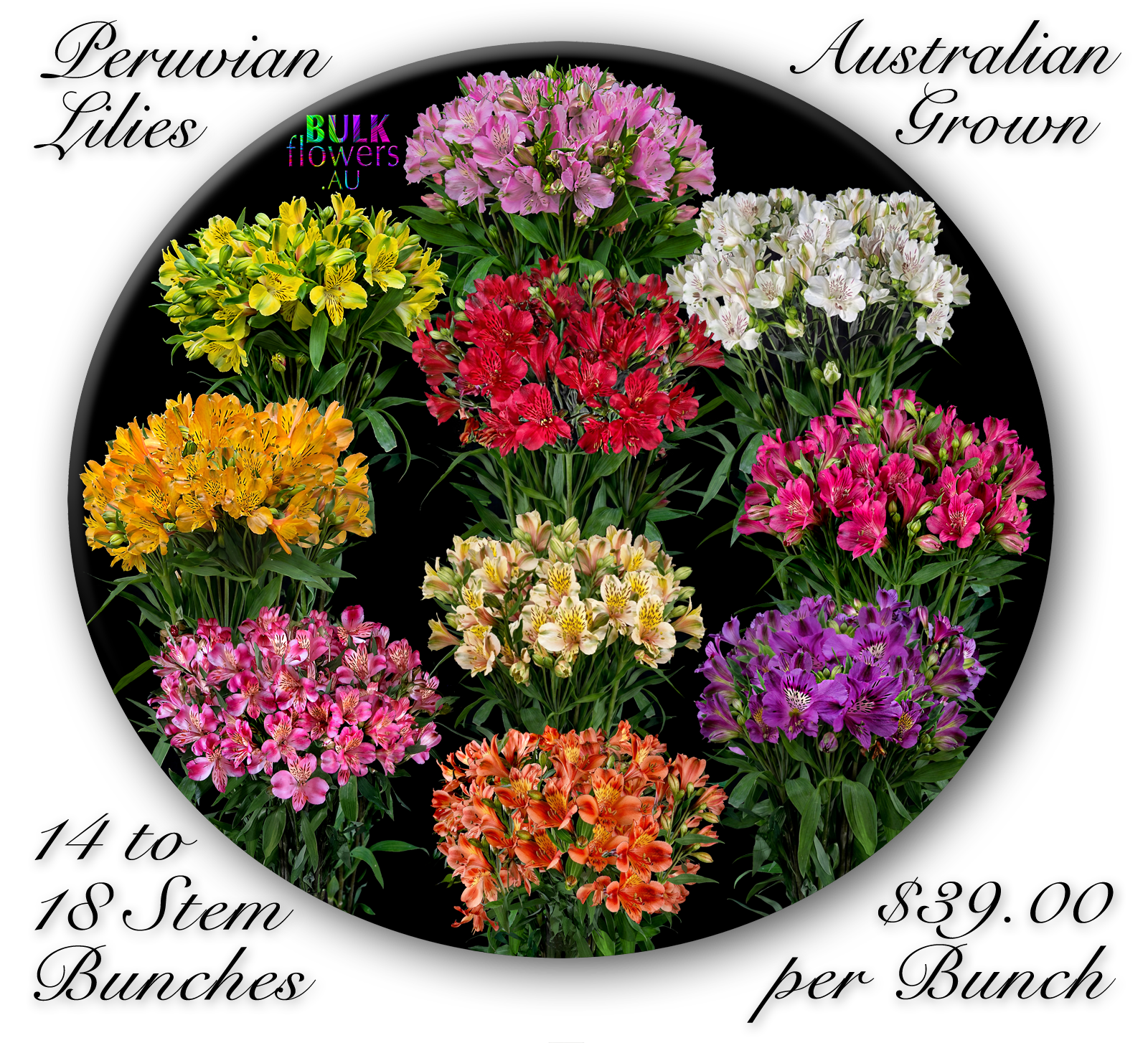 BULK FLOWERS PERUVIAN LILIES