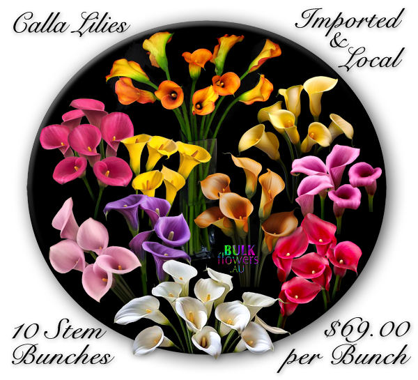 Calla Lilies