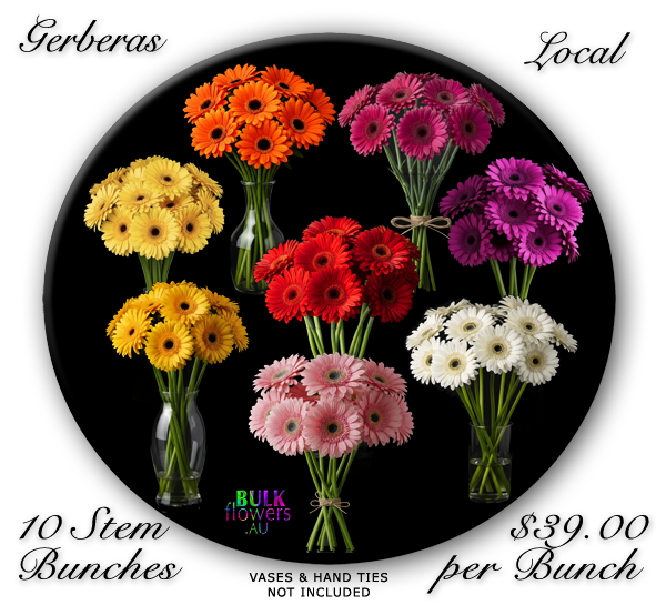 GERBERAS