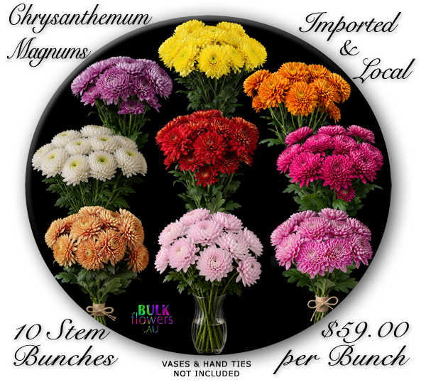 CHRYSANTHEMUM MAGNUMS