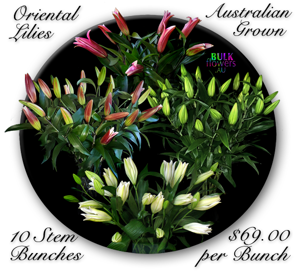 Oriental Lilies